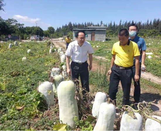 省供銷社黨委書記、理事會主任雷雨幫助農戶銷售冬瓜